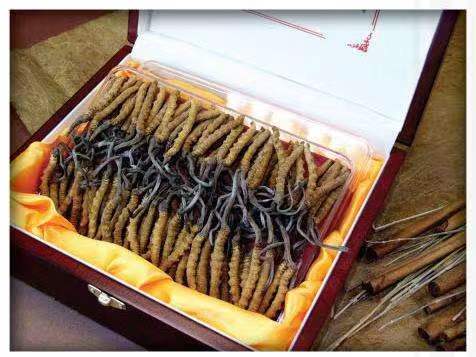 汉滨冬虫夏草回收